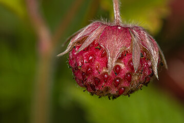 Pink berry of a wild hautbois strawberry on a stem.
