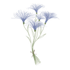 Cornflowers