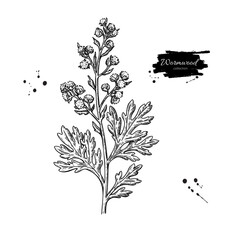 Wormwood drawing. Vector medicinal plant sketch.