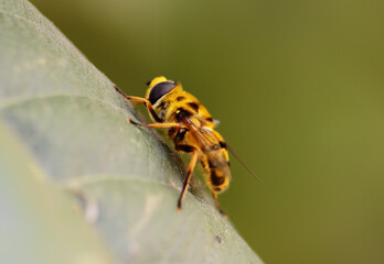 Bee on leaf macro (Depth of field)