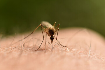 A mosquito drinks blood from a man's hand.