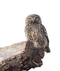 Little owl, Athene noctua. An adult bird sitting on a log. White background, cut out