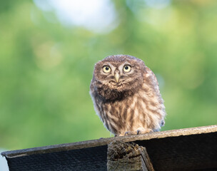 Little owl, Athene noctua. A young bird sits on the roof