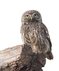 Little owl, Athene noctua. An adult bird sitting on a log. White background, cut out