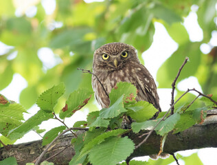 Little owl, Athene noctua. An adult bird sits on a branch, looking into the lens