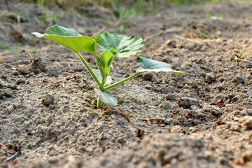 Shoots of a watermelon bush in the garden.