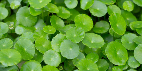 Centella asiatica (gotu kola). Fresh green leaves herb background. - obrazy, fototapety, plakaty