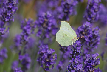 Common brimstone butterfly (Gonepteryx rhamni) sitting on lavender in Zurich, Switzerland