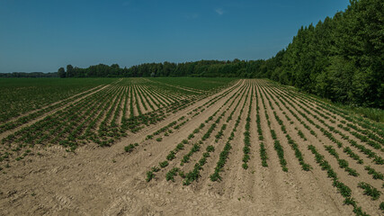 Potato field dry land. Natural crisis big drought. Ecological crisis in agriculture