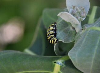 Stunning Striped Monarch Caterpillar Eating Leaves of a Milkweed