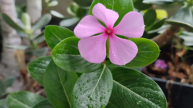 Una bella flor de color fucsia en movimiento por el viento y  mojada por la lluvia en un jard&iacute;n. catharanthus roseus.