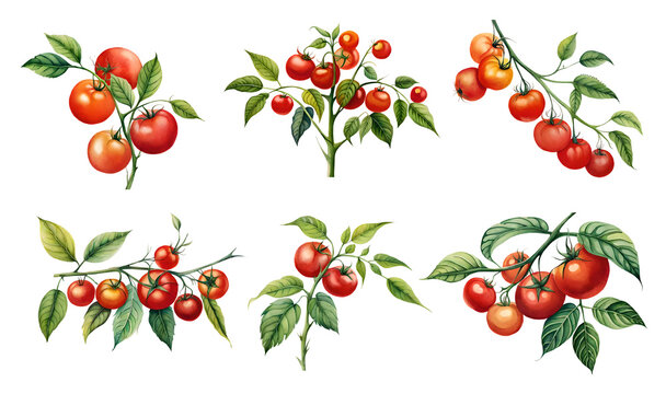 Watercolor branch of tomatoes. generative Ai