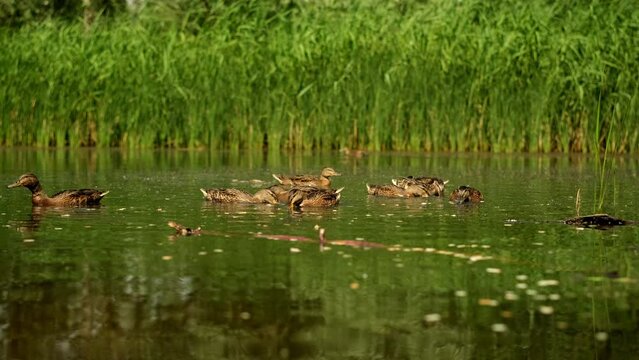 Wild duck with ducklings on the lake. A mallard female in wildlife on a river on a sunny day
