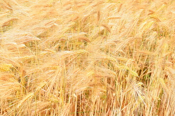 Ripe Grain fields