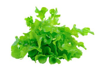 Salad leaf. Lettuce isolated on transparent png