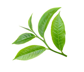 tea leaf isolated on transparent png - obrazy, fototapety, plakaty