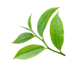 tea leaf isolated on transparent png