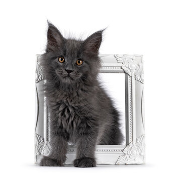 Amazing solid blue Maine Coon cat kitten, standing through white picture frame. Looking straight to camera. Isolated on a white background.
