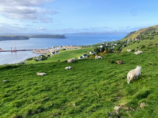 A spectacular view of the Isle of Skye with sheep grazing in the foreground on the steep hills and the beautiful ocean below in the background on a sunny blue sky summer day
