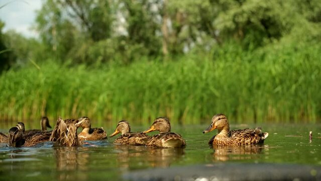Wild duck with ducklings on the lake. A mallard female in wildlife on a river on a sunny day