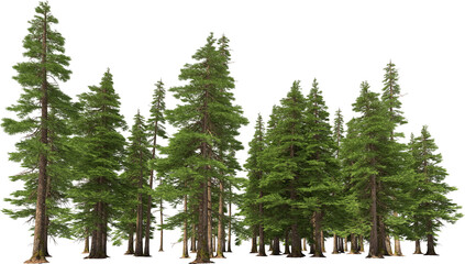 fir tree forest conifers hq arch viz cutout, lens 35 mm 3d render plants - obrazy, fototapety, plakaty
