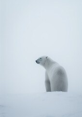 Obraz na płótnie Canvas White Polar Bear: Minimalistic Elegance of Arctic Majesty. Generative AI