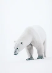 Foto op Canvas White Polar Bear: Minimalistic Elegance of Arctic Majesty. Generative AI © DigitalGenetics