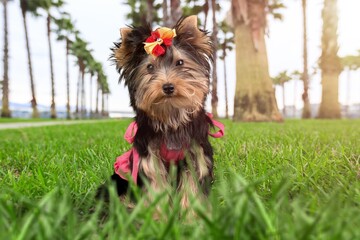 Cute fluffy dog puppy in nature forest