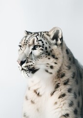 Graceful Snow Leopard: A Minimalistic Portrait of Wild Elegance. Generative AI
