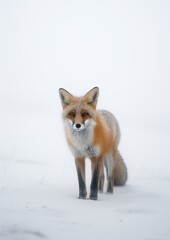 Fototapeta premium Mystical Beauty: Red Fox in Snowy Mist. Generative A