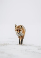 Obraz premium Mystical Beauty: Red Fox in Snowy Mist. Generative A