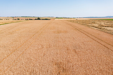 Fototapeta na wymiar Grain fields in the Palatinate near Biedesheim/Germany from a bird's eye view