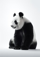 Minimalistic Panda Bear Photography on White Studio. Generative AI.