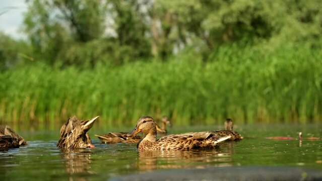 Wild duck with ducklings on the lake. A mallard female in wildlife on a river on a sunny day