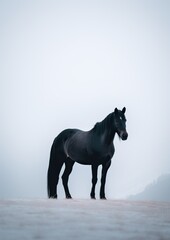 Fototapeta na wymiar Elegant Grace: Minimalistic Portrait of a Majestic Horse. Generative AI.