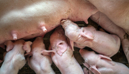 The top view of Many newly born piglets are sleeping on the mother's milk, Momma pig feeding baby...