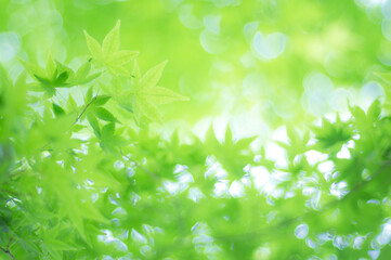 京都 夏の空を彩る爽やかな緑色のもみじの葉