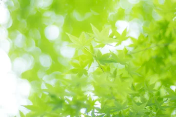 Poster 京都 夏の空を彩る爽やかな緑色のもみじの葉 © ryo96c