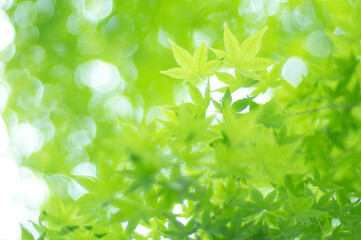 Fototapeta na wymiar 京都 夏の空を彩る爽やかな緑色のもみじの葉