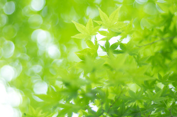 Fototapeta na wymiar 京都 夏の空を彩る爽やかな緑色のもみじの葉