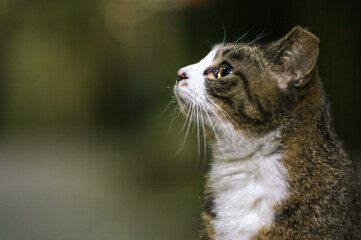 夜空を見上げる可愛らしい野良猫
