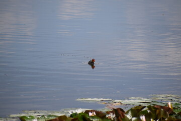 Coot in a Lake