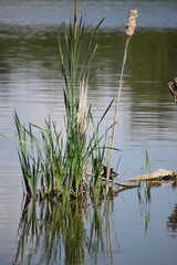 Ducks in a Reed Island