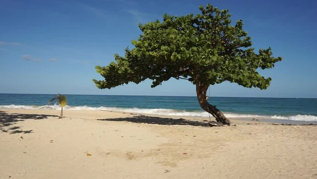 Seagrape tree on Grand Anse Beach with Caribbean ocean sounds. With audio.