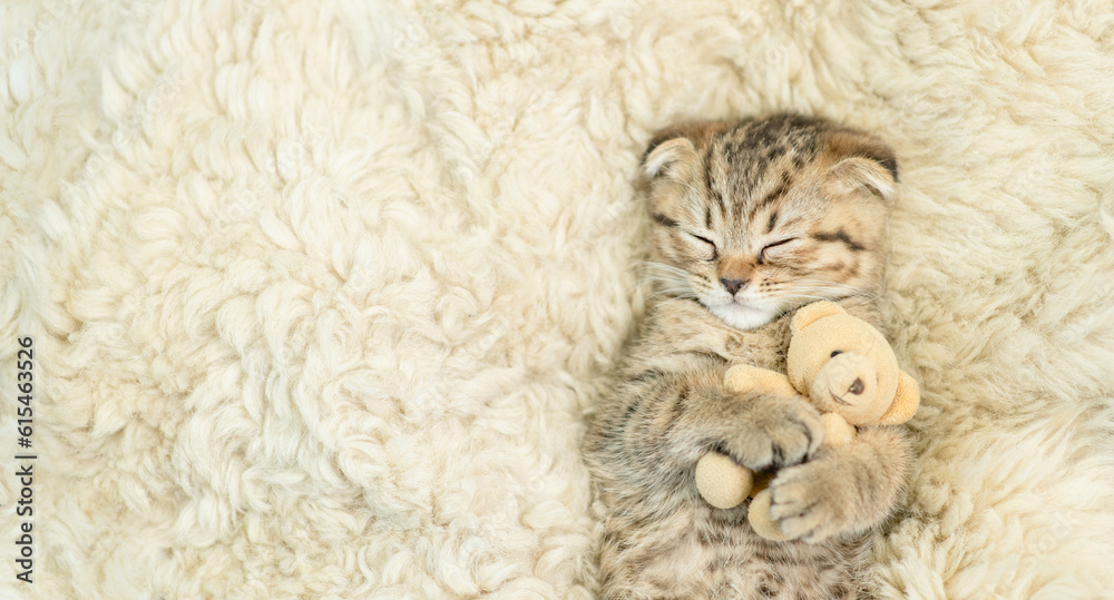 Poster Cozy tiny fold tabby kitten sleeps with favorite toy bear on a bed at home. Top down view. Empty space for text