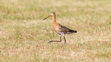 crane in the grass