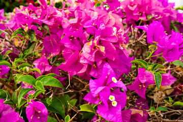 Beautiful pink Bougainvillea flowers  