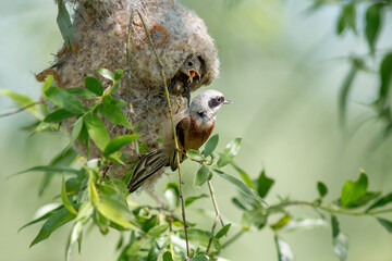 squirrel on a tree