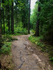 path in the forest