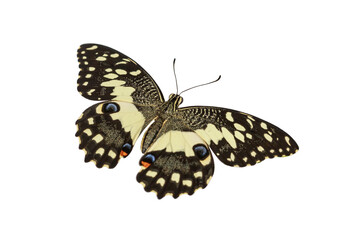 Monarch butterfly with isolated on white background